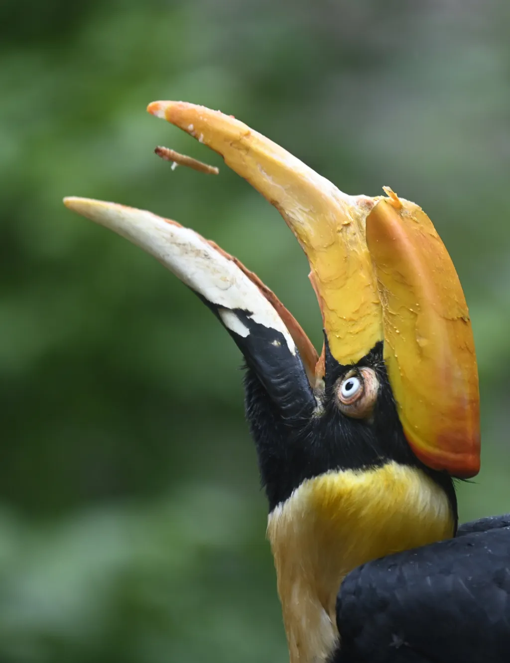 Zlínská zoo odchovala mládě dvojzoborožce indického
