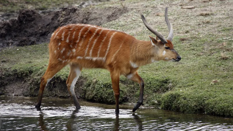 Antilopa sitatunga