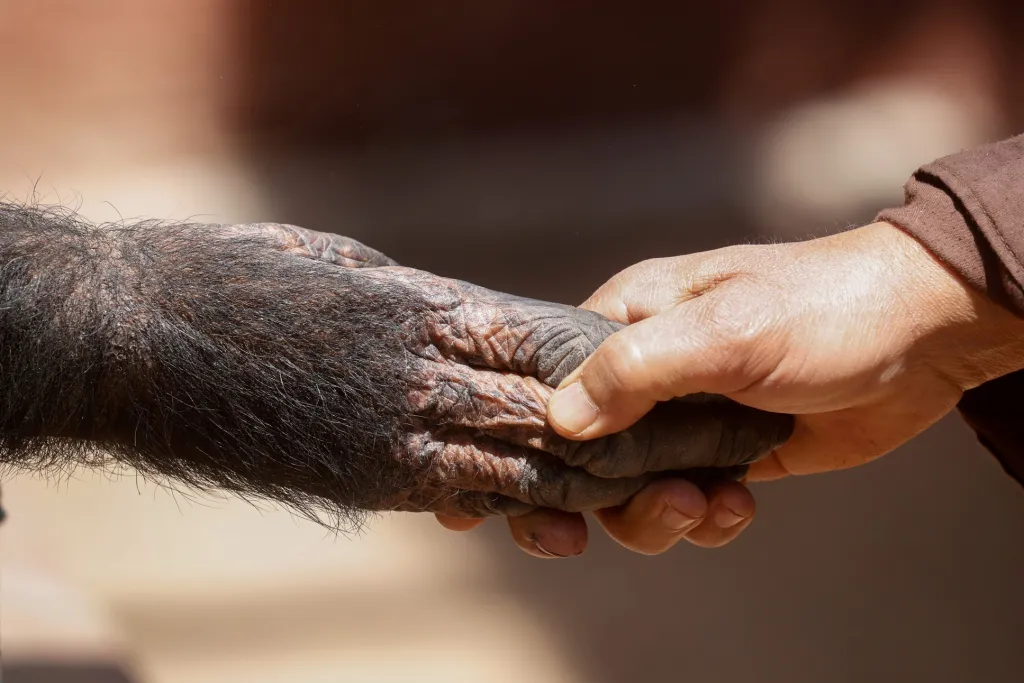 Ošetřovatel Mohamed Aly podává ruku své šimpanzí svěřenkyni Jolie. Fotografie je ze zoo v Káhiře