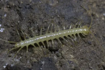 Některé stonožky se umí potápět za potravou, popsali vědci z Olomouce