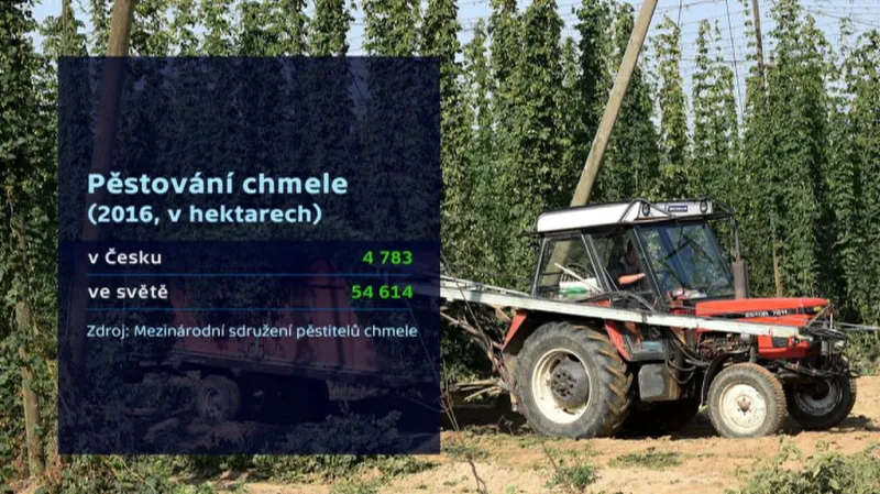 Pěstování chmele v ČR a ve světě