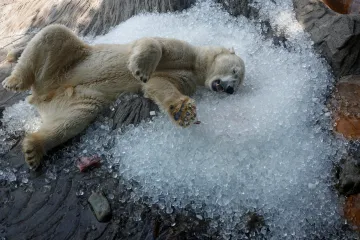 Takhle horké srpny nebývaly