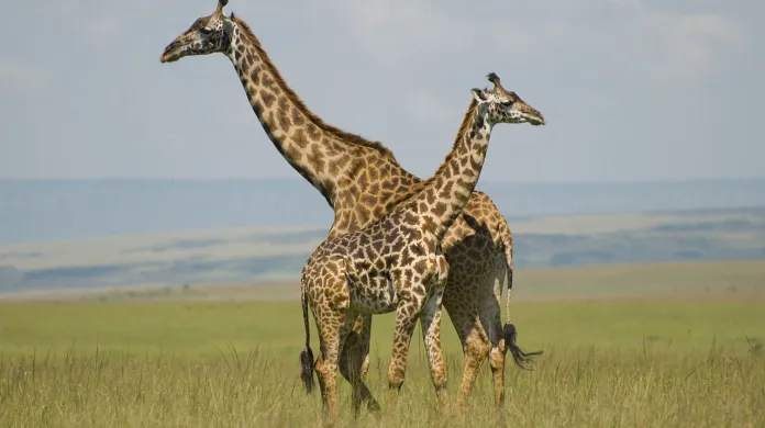 Zvířata v Masai Mara