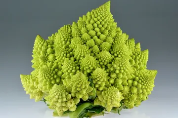 Izraelský výzkum chce nahradit antibiotika látkou z brokolice a květáku. V testech už byla účinnější