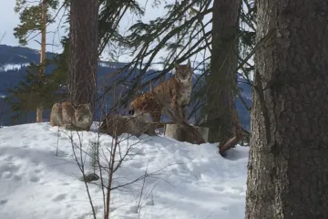 Fotografa na Šumavě překvapila skupina rysů. Natočil ji na mobil
