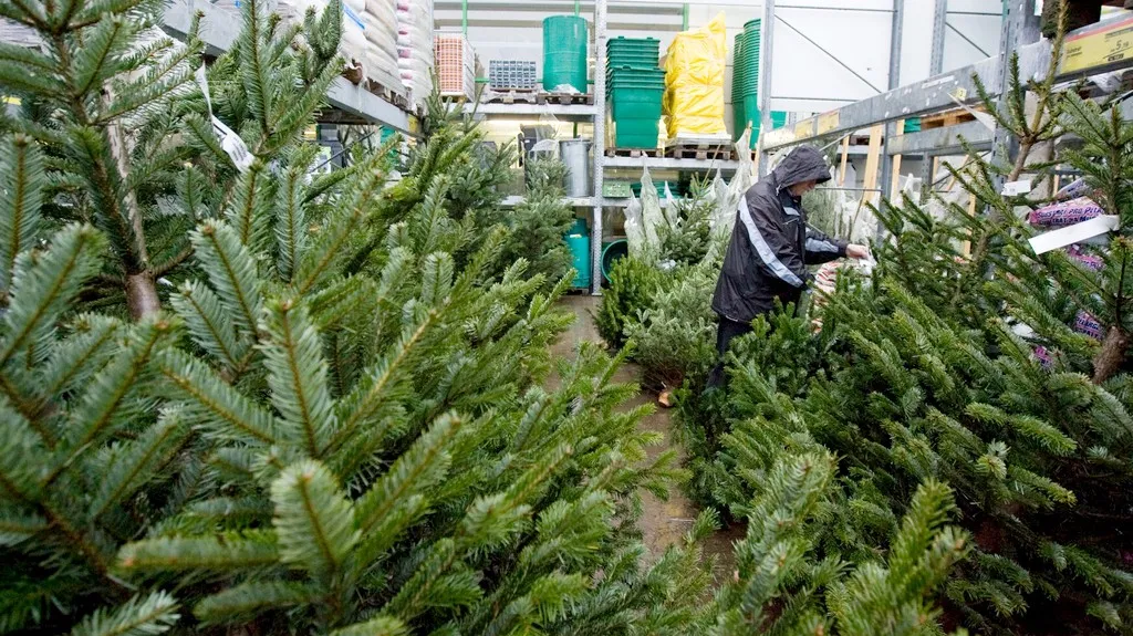 Prodej vánočních stromků