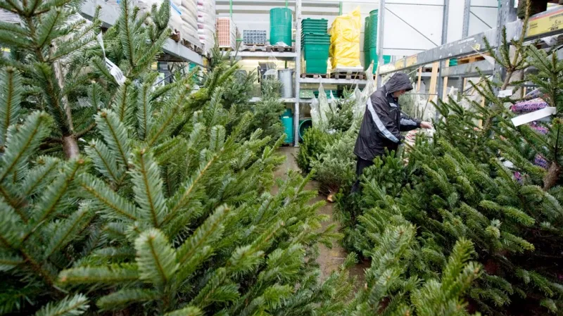 Prodej vánočních stromků