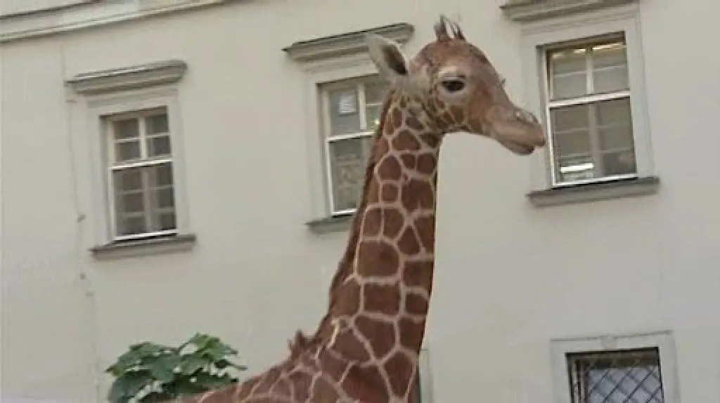 Vypreparované mládě žirafy Rothschildovy