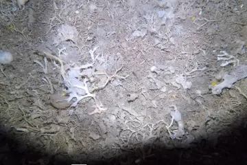 Vědci se provrtali do ztraceného světa pod Antarktidou. Našli tam oázu života