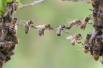 Svoboda v plamenech, včely v úlech i česká bromance. Začíná festival dokumentů Ji.hlava