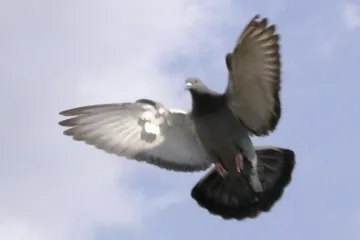 Holubáři vymírají, čeští chovatelé jedni z nejlepších