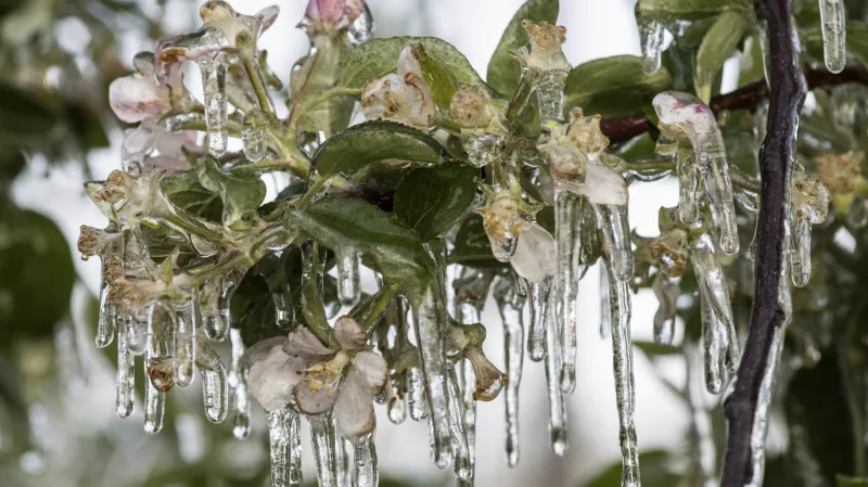 Zmrzlé květy jabloní