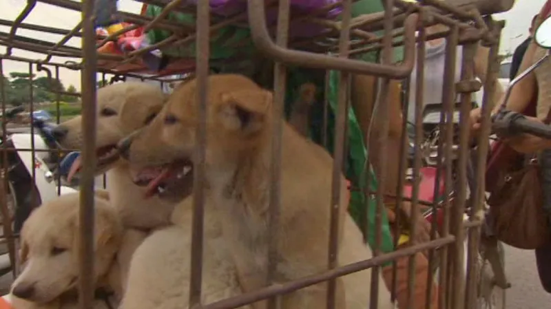 Festival psího masa v čínském Jü-linu