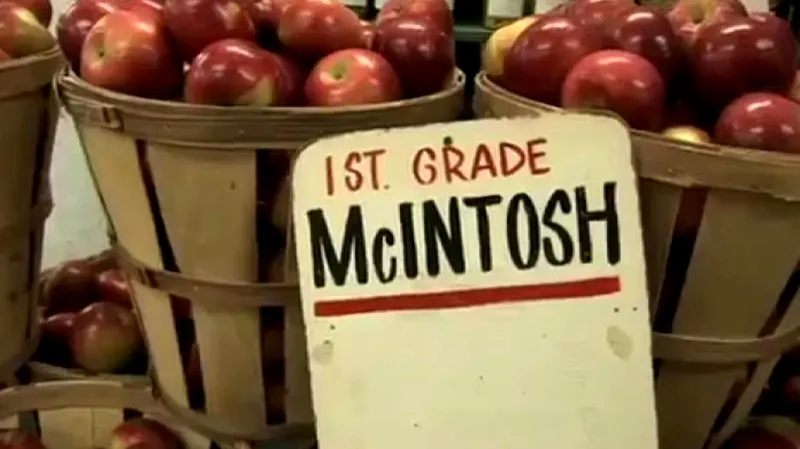 Jablko odrůdy McIntosh