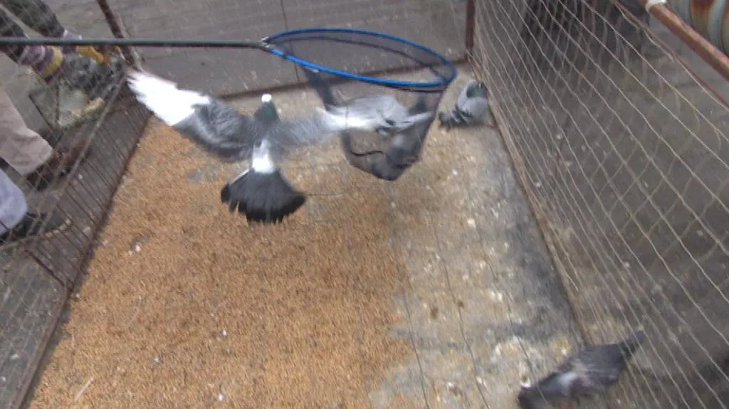 Odchyt holubů do podběráku