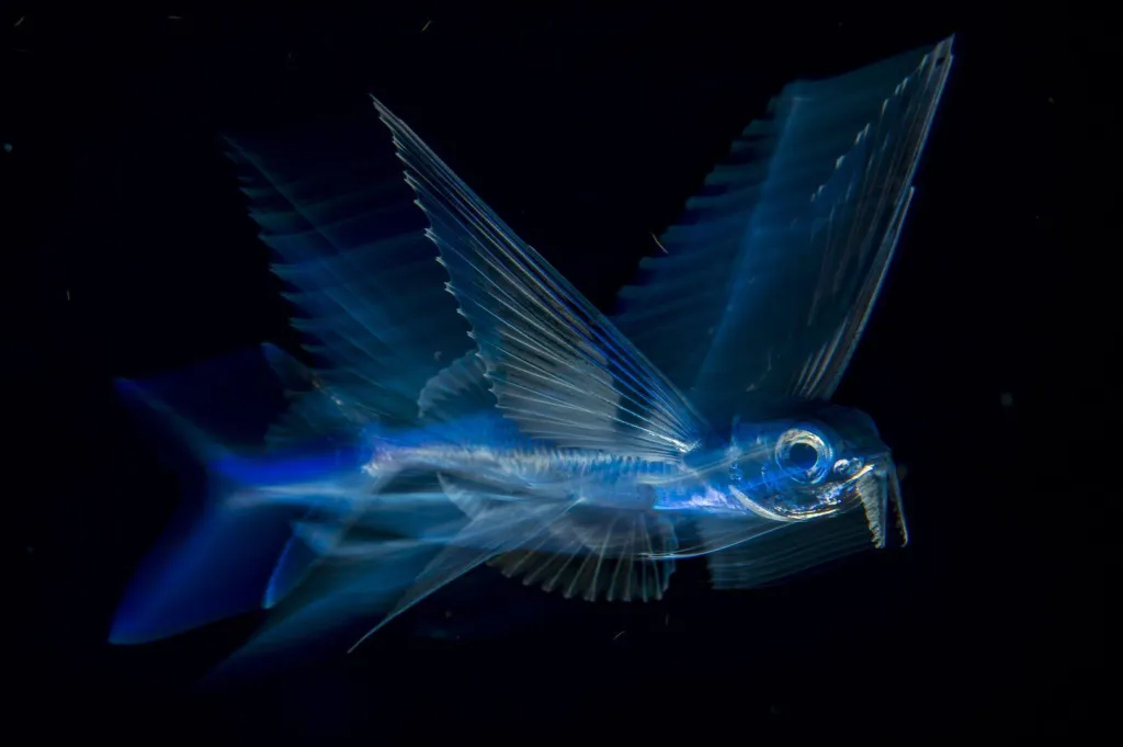 Třetí cena v kategorii Příroda. Létající ryba v pohybu. Létající ryba plave pod hladinou v Golfském proudu uprostřed noci nedaleko Palm Beach na Floridě.