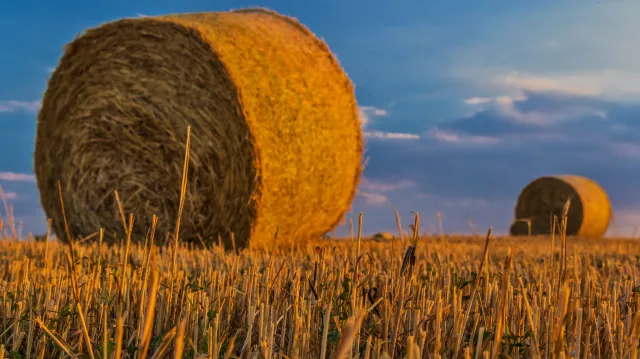 Farmářům chybí voda i krmivo pro dobytek, někteří snižují stavy