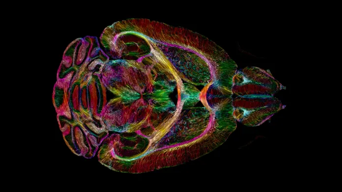 Detailní záběr myšího mozku novou metodou