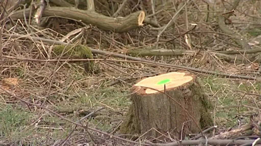 Pařezy okradených akácií