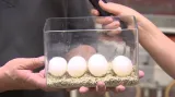 Ze čtyř vajíček by měly být samičky – jsou v teplotě 31,5 stupně