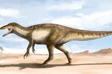 V Patagonii objevili obřího megaraptora. Byl pětkrát větší než jeho bratranec velociraptor