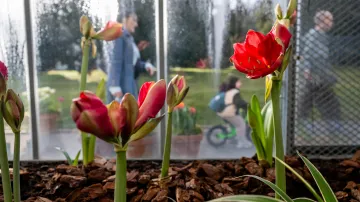 Z výstavy Předjaří: Zahrada malých gest v Královské zahradě