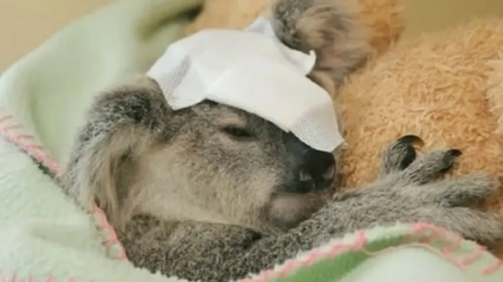 Zraněná koala