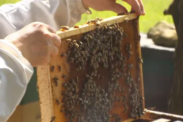 Teplý začátek jara zmátl včely. Začaly se rojit o měsíc dřív