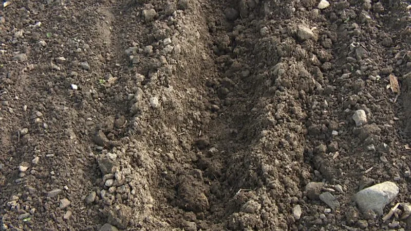 Pole zryté stádem divokých prasat