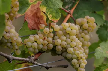 Na vinobraní i do hor. Prodloužený víkend máme skoro zaplněný, hlásí hotely a penziony