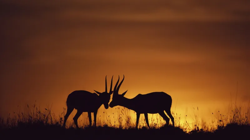 Keňská rezervace Masaj Mara