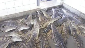 Krokodýlí mláďata