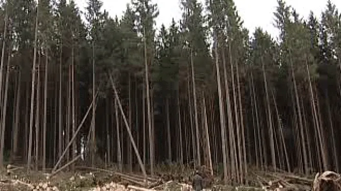 Lesní správa Nové Hrady uzavřela tamní lesy
