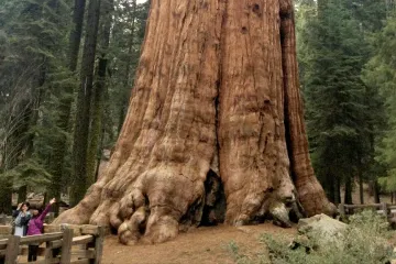 Návštěva v zemi obrů