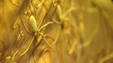 Zlatý pavoučí plášť