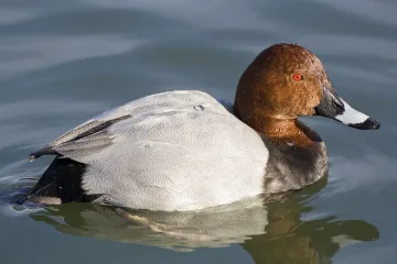 Polák velký je českým ptákem roku. Dříve všudypřítomná kachna je dnes ohrožená