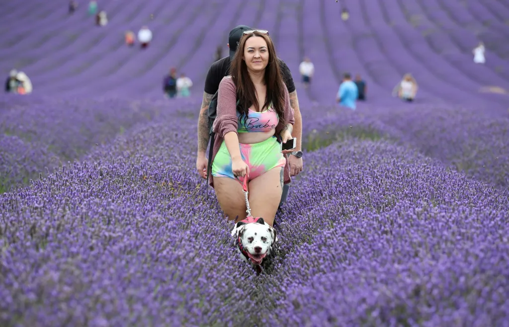 Návštěvníci farmy v britském Icklefordu obdivují krásy levandulového pole. Farma Hitchin Lavender se na pěstování této léčivé rostliny zaměřuje dlouhodobě
