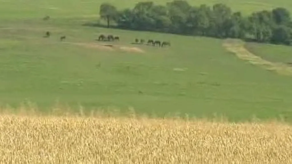 Místo, kde by mělo vyrůst golfové hřiště