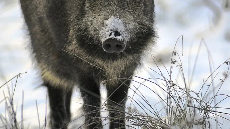 Divočák - posvátné zvíře Germánů