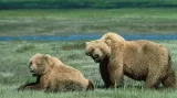 Medvědi grizzly