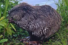 V Praze už žije stovka bobrů. Nepředstavují hrozbu, spíš příležitost, říká odborník