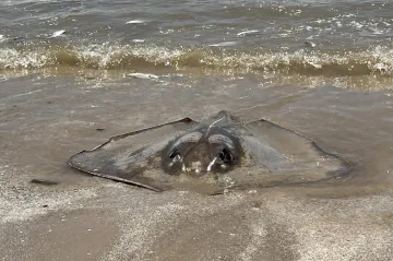 Texaské pobřeží zaplavily desítky tisíc uhynulých ryb. Může za to příliš teplá voda