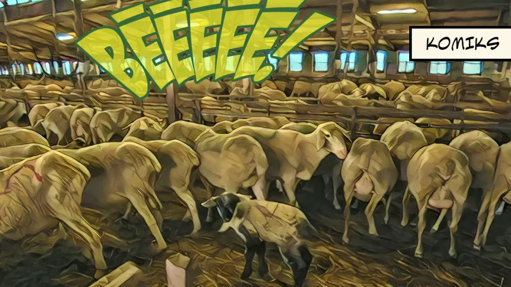 Farmáři chrání zvířata před mrazy