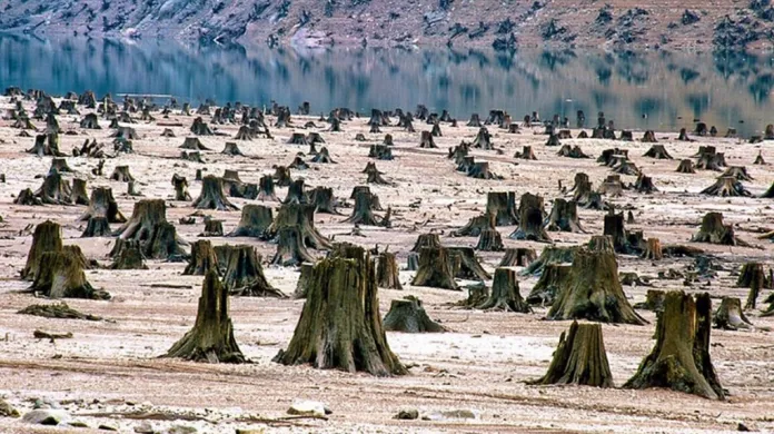 Národní park Willamette v Oregonu - 99 procent lesa vykáceno