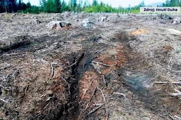 Kácení smrčin v rezervaci u Doks šokovalo ekology. Turisté tam nesmí, těžaři dostali povolení