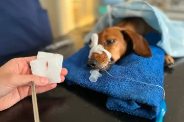 Veterináři v létě denně řeší osiny zabodnuté v tělech psů, nejčastěji v tlapách