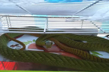 Žena uštknutá mambou zelenou v Praze zemřela v nemocnici