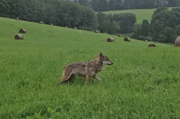 V obcích na Šumavě se několikrát objevili vlci