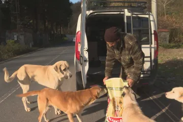 Turecko se snaží omezit počty toulavých psů. Podle majitelky útulku je efekt opačný