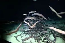 Kamery odhalily v oceánských hlubinách největší koncentraci ryb. Stovka murén sežrala návnadu jako nic